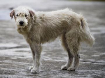 Perro calejero